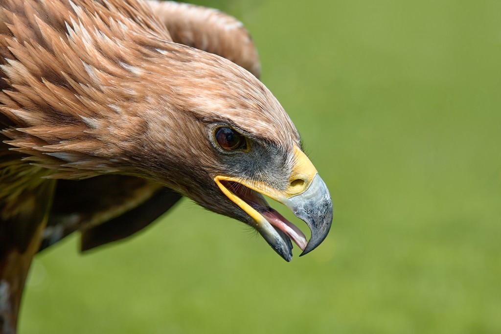 vogels vogel hdr fauna natuur aves zang vliegen vrij